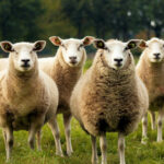 Γερμανία: Πρόβατα έφυγαν από χωράφι και εισέβαλαν σε σούπερ μάρκετ