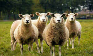 Γερμανία: Πρόβατα έφυγαν από χωράφι και εισέβαλαν σε σούπερ μάρκετ