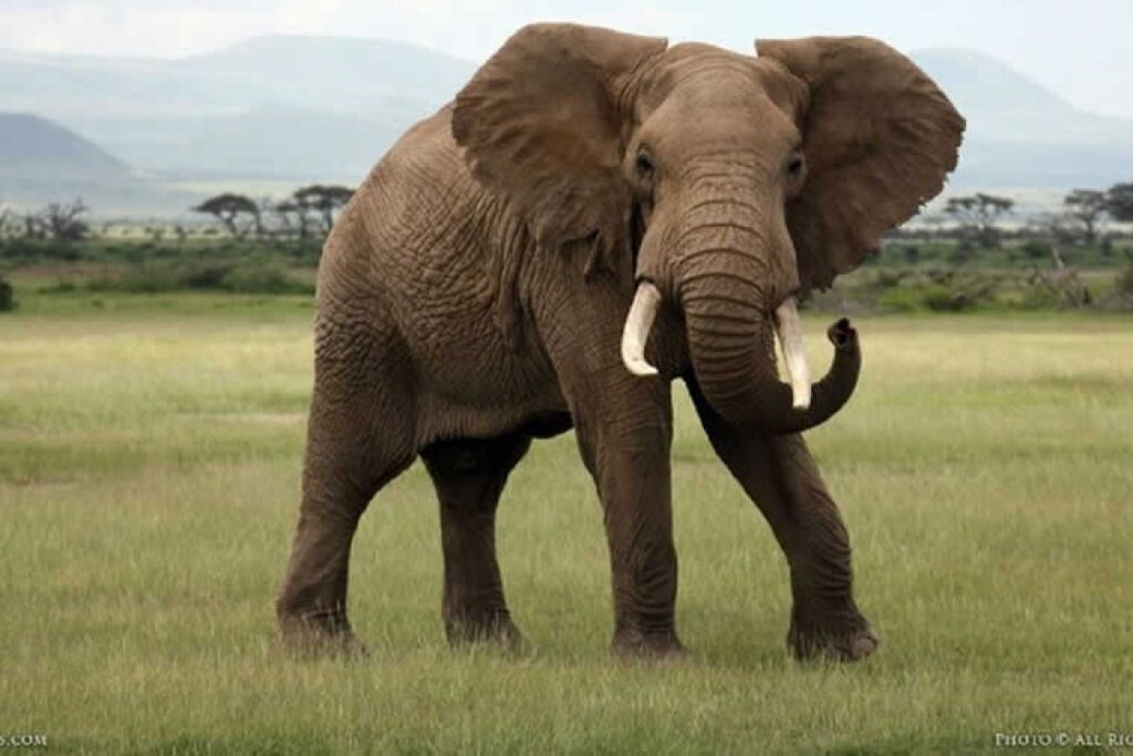 Φρίκη! Έκαψαν ζωντανό ελέφαντα