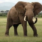 Φρίκη! Έκαψαν ζωντανό ελέφαντα