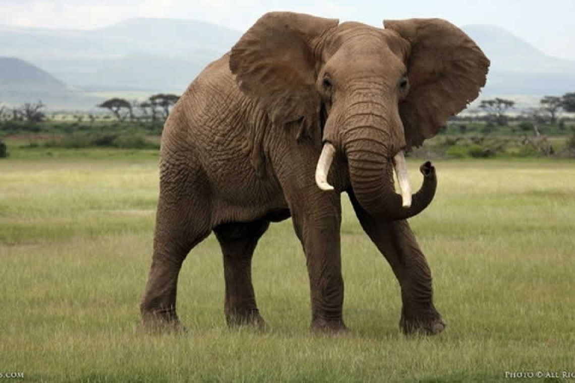 Φρίκη! Έκαψαν ζωντανό ελέφαντα