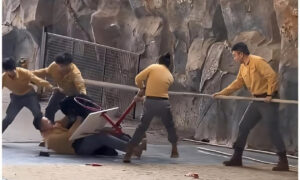 Μαύρη αρκούδα επιτέθηκε σε εργαζόμενο ζωολογικού πάρκου – Βίντεο σοκ