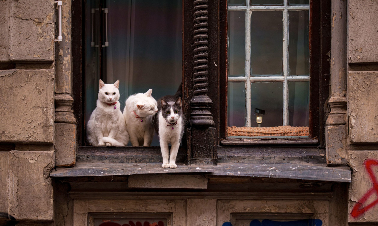Γιατί οι γάτες «αγαπούν» τους άνδρες