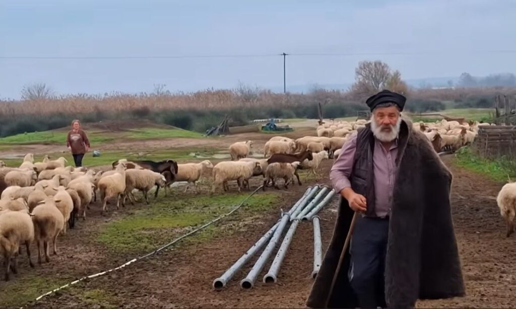 Κατέρρευσε ο κτηνοτρόφος που αποχαιρέτησε με δάκρυα τα 450 πρόβατά του – Νοσηλεύεται στο νοσοκομείο