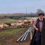 Κατέρρευσε ο κτηνοτρόφος που αποχαιρέτησε με δάκρυα τα 450 πρόβατά του – Νοσηλεύεται στο νοσοκομείο