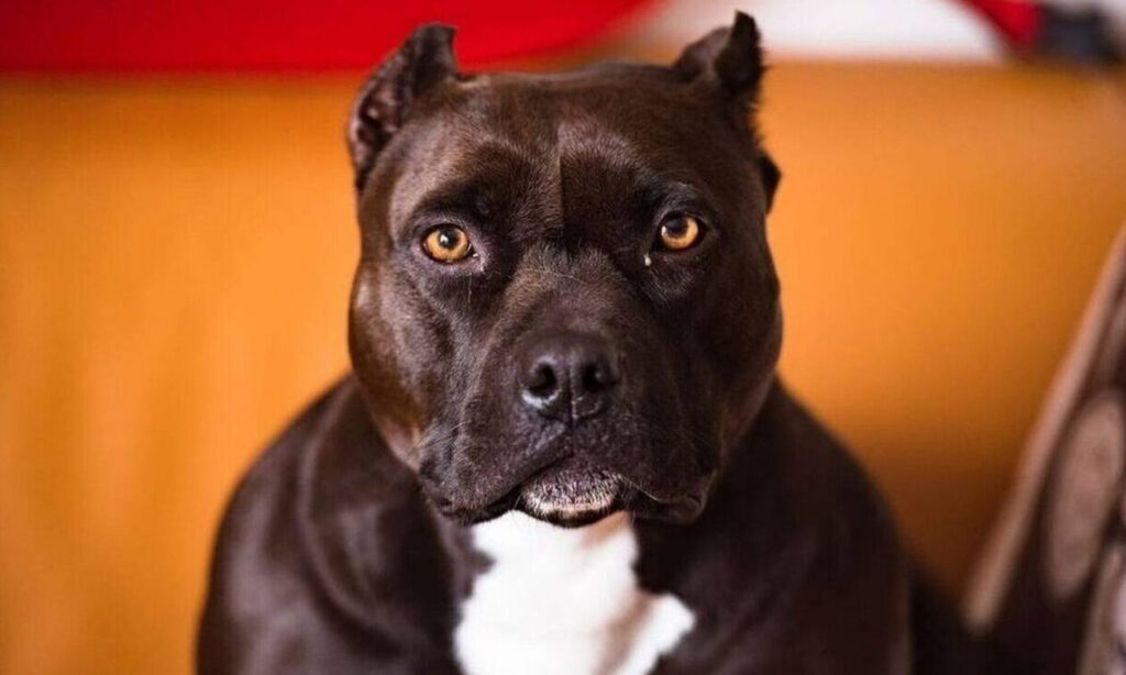 Πίτμπουλς κατασπάραξαν παππού και εγγονή – Νεκρό το βρέφος και ο ηλικιωμένος