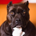 Πίτμπουλς κατασπάραξαν παππού και εγγονή – Νεκρό το βρέφος και ο ηλικιωμένος