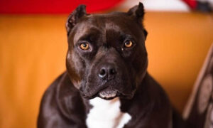 Πίτμπουλς κατασπάραξαν παππού και εγγονή – Νεκρό το βρέφος και ο ηλικιωμένος