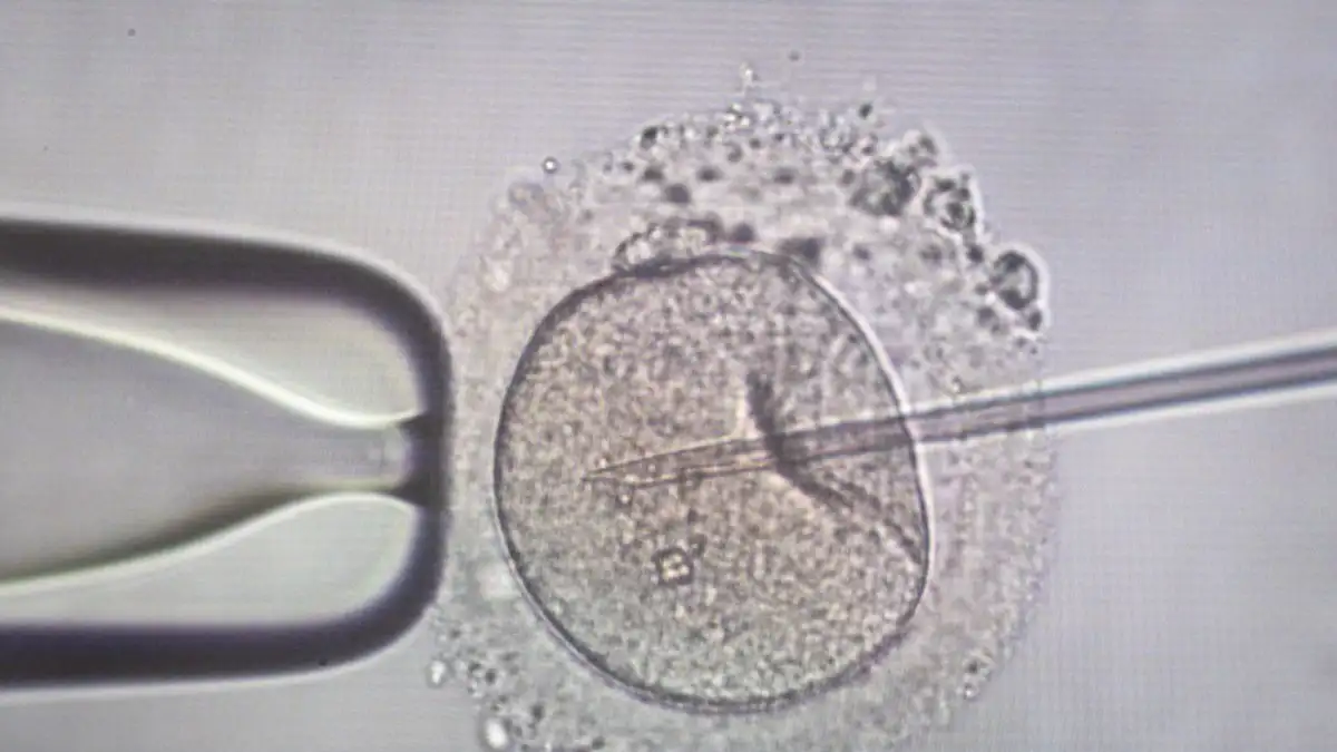 Αγωνία για 11 ελληνικές οικογένειες: Ο Δανός δότης με το μεταλλαγμένο γονίδιο και ο θάνατος παιδιού που άναψε συναγερμό