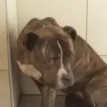 Θάνατος παιδιού από επίθεση πίτμπουλ: «Πρώτη φορά βλέπουμε σκυλί με τέτοια απάθεια»