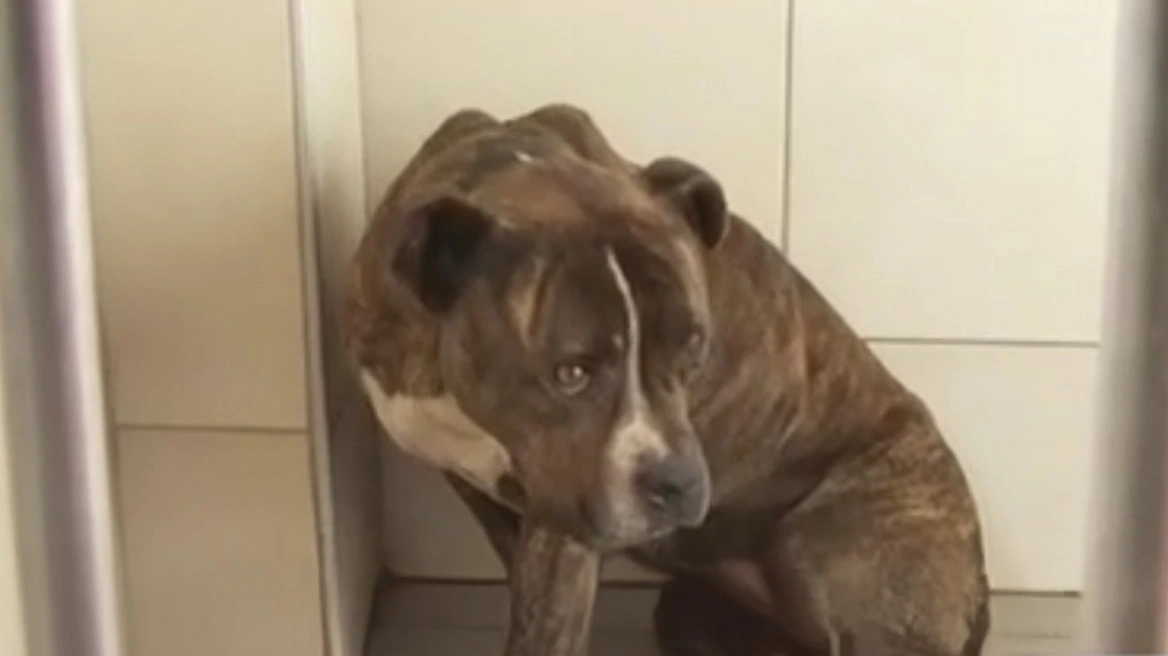 Θάνατος παιδιού από επίθεση πίτμπουλ: «Πρώτη φορά βλέπουμε σκυλί με τέτοια απάθεια»