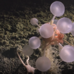 Τρόμος στα βαθιά! Οι μπάλες του θανάτου που τρώνε κρέας