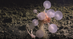 Τρόμος στα βαθιά! Οι μπάλες του θανάτου που τρώνε κρέας