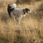 Σοβαρή επίθεση από τσοπανόσκυλα στη Γορίτσα Βόλου