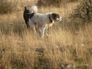 Σοβαρή επίθεση από τσοπανόσκυλα στη Γορίτσα Βόλου