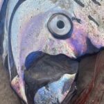 Έρχεται μεγάλος σεισμός; Ξεβράστηκε αυτό το ψάρι που δείχνει πολλά Ρίχτερ