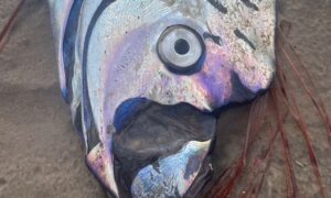 Έρχεται μεγάλος σεισμός; Ξεβράστηκε αυτό το ψάρι που δείχνει πολλά Ρίχτερ