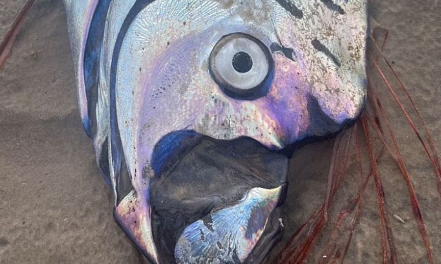 Έρχεται μεγάλος σεισμός; Ξεβράστηκε αυτό το ψάρι που δείχνει πολλά Ρίχτερ