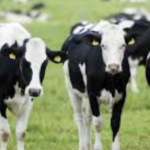 Συναγερμός στη Λέσβο – Επιβεβαιώθηκαν κρούσματα αφθώδους πυρετού