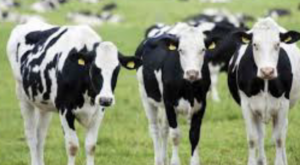 Συναγερμός στη Λέσβο – Επιβεβαιώθηκαν κρούσματα αφθώδους πυρετού