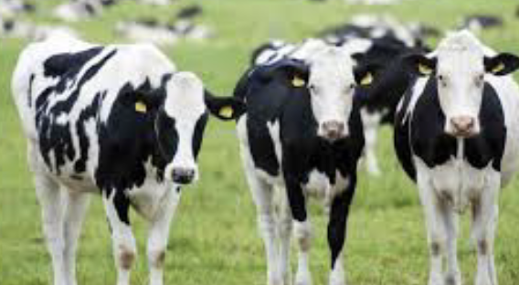 Συναγερμός στη Λέσβο – Επιβεβαιώθηκαν κρούσματα αφθώδους πυρετού