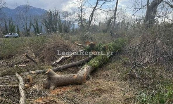 Τραγωδία: Δέντρο καταπλάκωσε και σκότωσε άνδρα μπροστά στη σύζυγό του