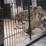 Βίντεο σοκ: 10χρονη τάιζε λιοντάρια σε ζωολογικό κήπο και έπεσε στα δόντια τους