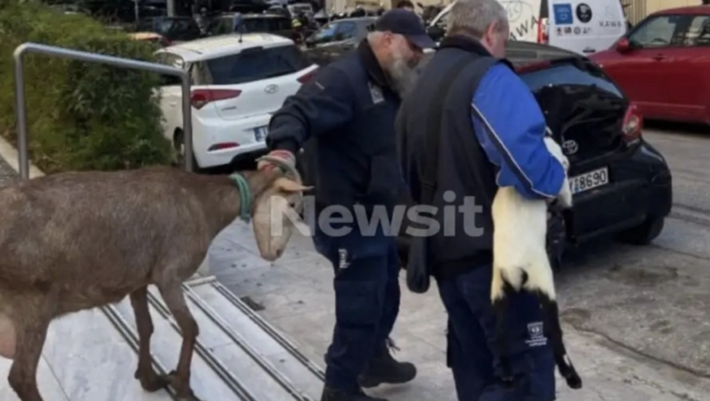 Επιχειρηματίας είχε παράνομο μαντρί στην Αθήνα